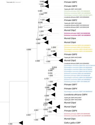 Evolutionary and functional characterization of lagomorph guanylate-binding proteins: a story of gain and loss and shedding light on expression, localization and innate immunity-related functions